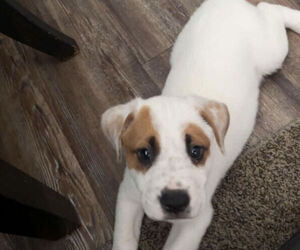 Akita-Labrador Retriever Mix Puppy for sale in COLORADO SPRINGS, CO, USA