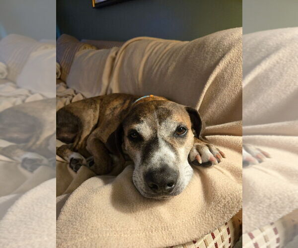 Medium Photo #7 Mutt Puppy For Sale in Springdale, PA, USA