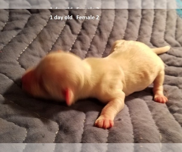 Medium Photo #4 Havanese Puppy For Sale in DREXEL, MO, USA