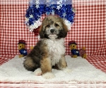 Puppy Portia Bernedoodle (Miniature)