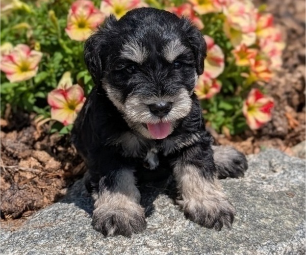 Medium Photo #19 Schnauzer (Miniature) Puppy For Sale in GOSHEN, IN, USA