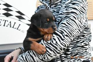 Rottweiler Puppy for sale in WATERFORD, MI, USA