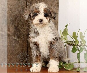 Bernedoodle (Miniature) Puppy for sale in NARVON, PA, USA