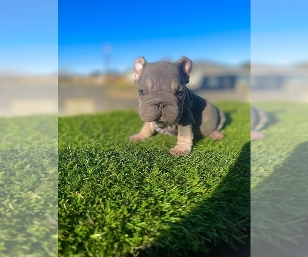 Medium Photo #13 French Bulldog Puppy For Sale in WEST HOLLYWOOD, CA, USA