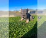 Small #12 French Bulldog