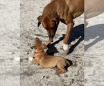 Small #19 Rhodesian Ridgeback