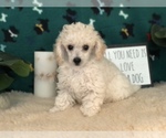 Small Photo #2 Poodle (Toy) Puppy For Sale in WINSTON SALEM, NC, USA