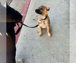 Small #11 Boxer Mix