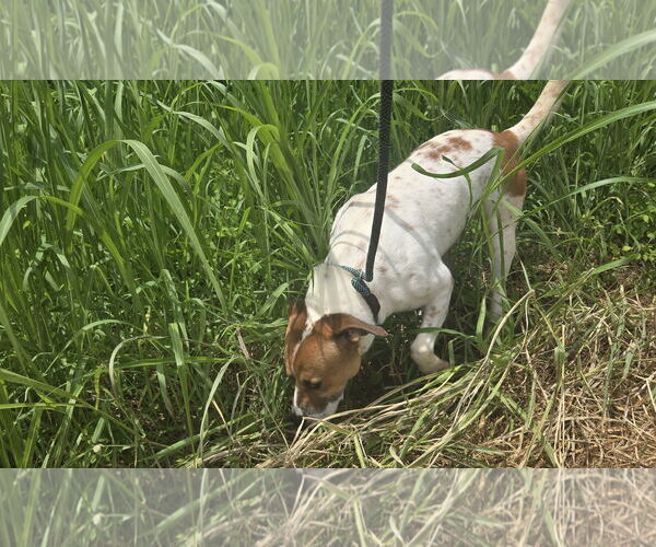 Medium Photo #3 Mutt Puppy For Sale in Jackson, MS, USA