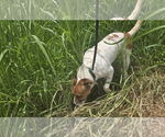Small #2 Mutt