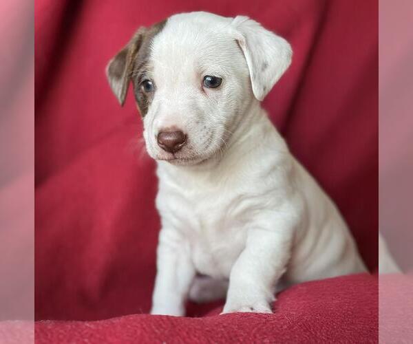 Medium Photo #7 Jack Russell Terrier-Unknown Mix Puppy For Sale in San Diego, CA, USA