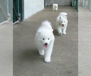 Samoyed Puppy for sale in BERRY, AL, USA