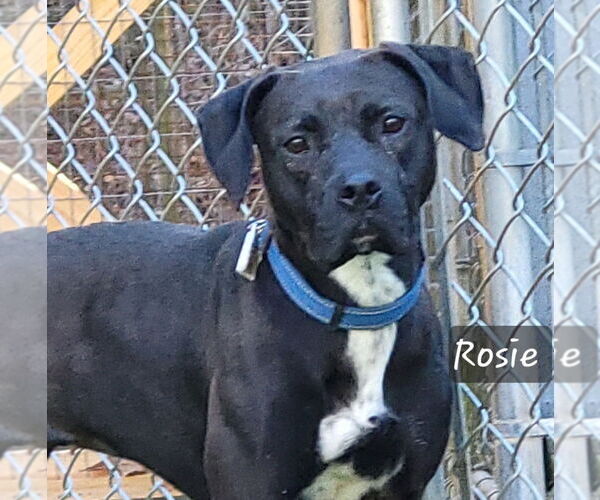 Medium Photo #9 Labrador Retriever-Unknown Mix Puppy For Sale in Ellijay, GA, USA