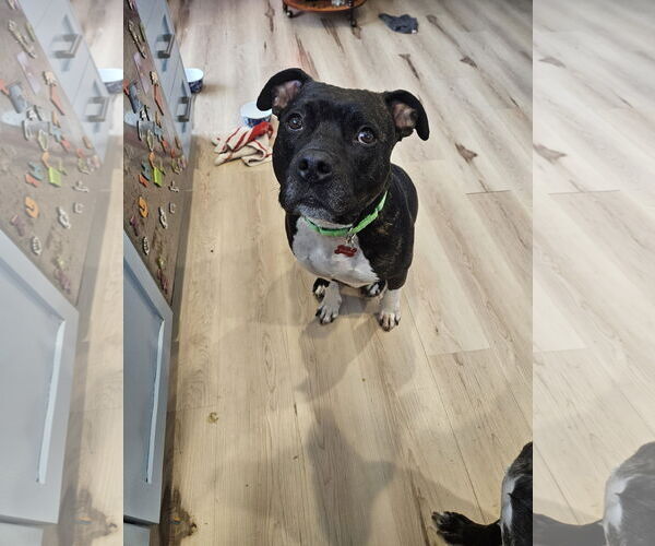 Medium Photo #9 American Pit Bull Terrier-Unknown Mix Puppy For Sale in Farmington, MN, USA