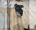 Small #8 American Pit Bull Terrier Mix