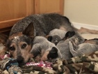 Small Photo #19 Australian Cattle Dog Puppy For Sale in PAHRUMP, NV, USA