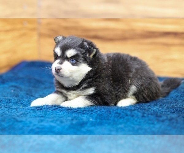 Medium Photo #6 Pomsky Puppy For Sale in TAMPICO, IL, USA