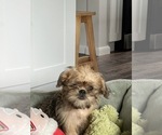 Small #1 Brussels Griffon