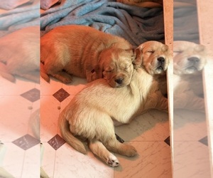 Golden Retriever Litter for sale in GRAND RAPIDS, MI, USA