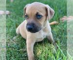 Small Photo #2 Colonial Cocker Spaniel-Unknown Mix Puppy For Sale in San Diego, CA, USA