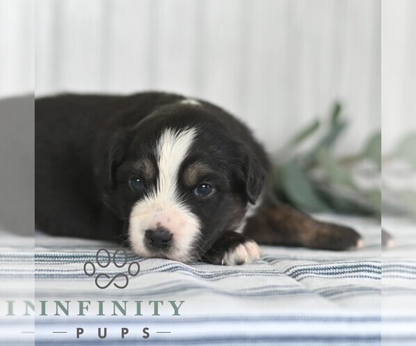 Medium Photo #3 Miniature Australian Shepherd Puppy For Sale in REBERSBURG, PA, USA