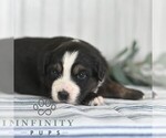 Small #2 Miniature Australian Shepherd