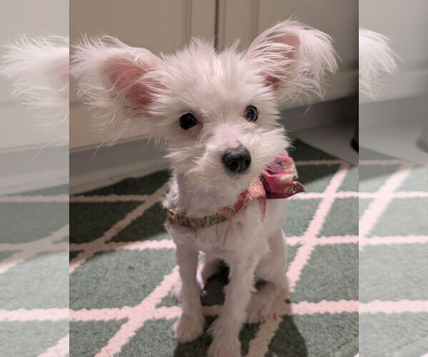 Medium Photo #5 Maltese-Unknown Mix Puppy For Sale in Greensboro, NC, USA