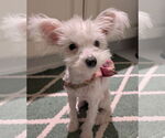 Small #4 Maltese Mix