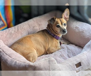 Daug Dogs for adoption in Boonton, NJ, USA