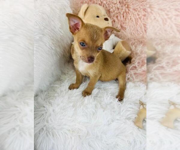 Medium Photo #21 Chihuahua Puppy For Sale in AVONDALE ESTATES, GA, USA