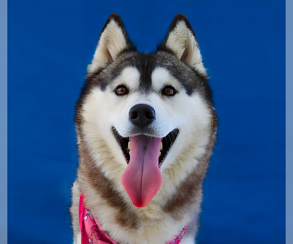 Medium Photo #1 Siberian Husky Puppy For Sale in Pasadena, CA, USA