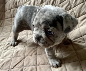French Bulldog Puppy for sale in TRAVELERS REST, SC, USA