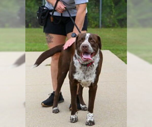Medium Photo #7 Lab-Pointer Puppy For Sale in Glen Allen, VA, USA