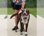 Small #6 Lab-Pointer