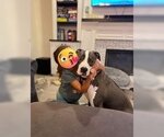 Small #15 American Pit Bull Terrier-Great Dane Mix