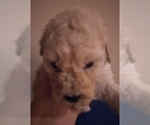 Small Photo #2 Labradoodle Puppy For Sale in JEFFERSONTOWN, KY, USA