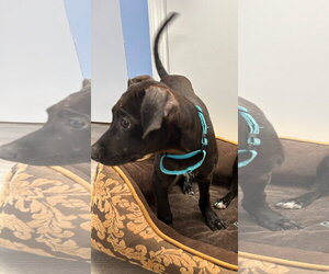 Frankie - Male Mutt Dog for Adoption - Photo #3