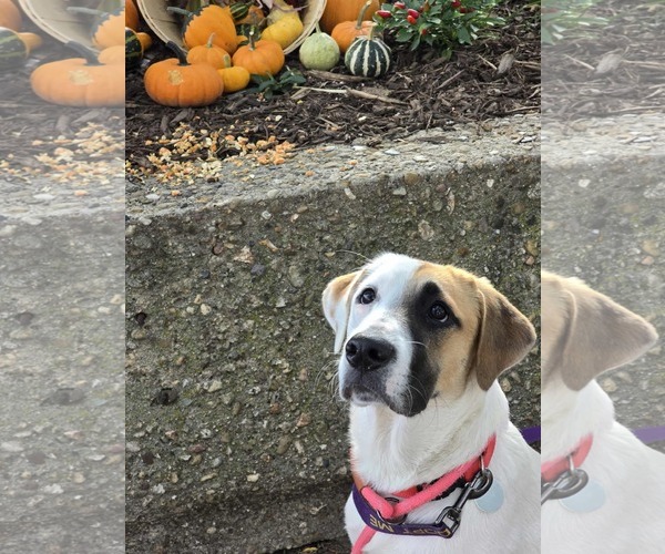 Medium Photo #10 Mutt Puppy For Sale in Overland Park, KS, USA