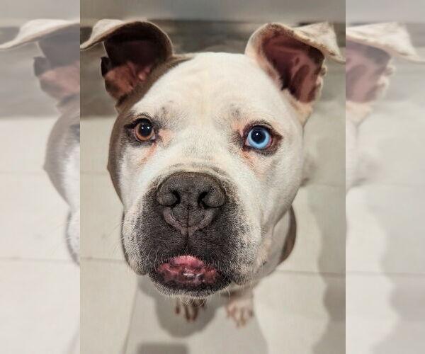 Medium Photo #1 Mutt Puppy For Sale in Salt Lake City, UT, USA