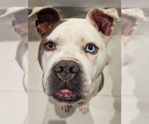 Mutt Dogs for adoption in Salt Lake City, UT, USA