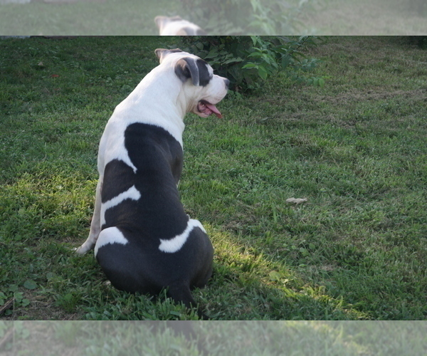 Medium Photo #4 American Pit Bull Terrier Puppy For Sale in POPLAR BLUFF, MO, USA