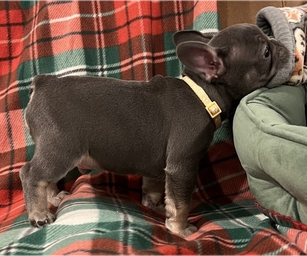 Medium Photo #5 French Bulldog Puppy For Sale in BOLIVAR, MO, USA
