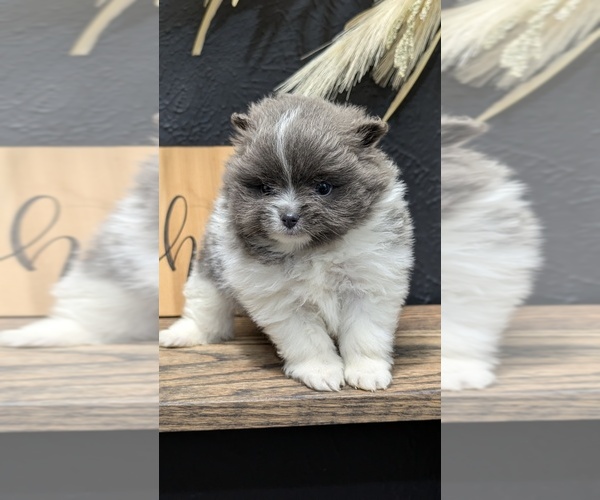 Medium Photo #6 Pomeranian Puppy For Sale in GOSHEN, IN, USA