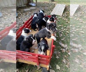 Collie Puppy for sale in UNION SPRINGS, NY, USA