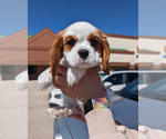 Small Photo #1 Cavalier King Charles Spaniel Puppy For Sale in KENOSHA, WI, USA