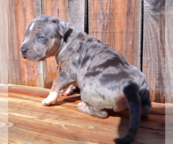 Medium Photo #1 American Bully Puppy For Sale in LOS ANGELES, CA, USA