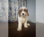 Small #64 Cavapoo-Poodle (Miniature) Mix