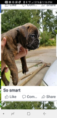 Boxer Puppy for sale in RAINIER, WA, USA