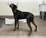 Small Doberman Pinscher