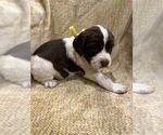 Small Photo #16 English Springer Spaniel Puppy For Sale in JEANNETTE, PA, USA